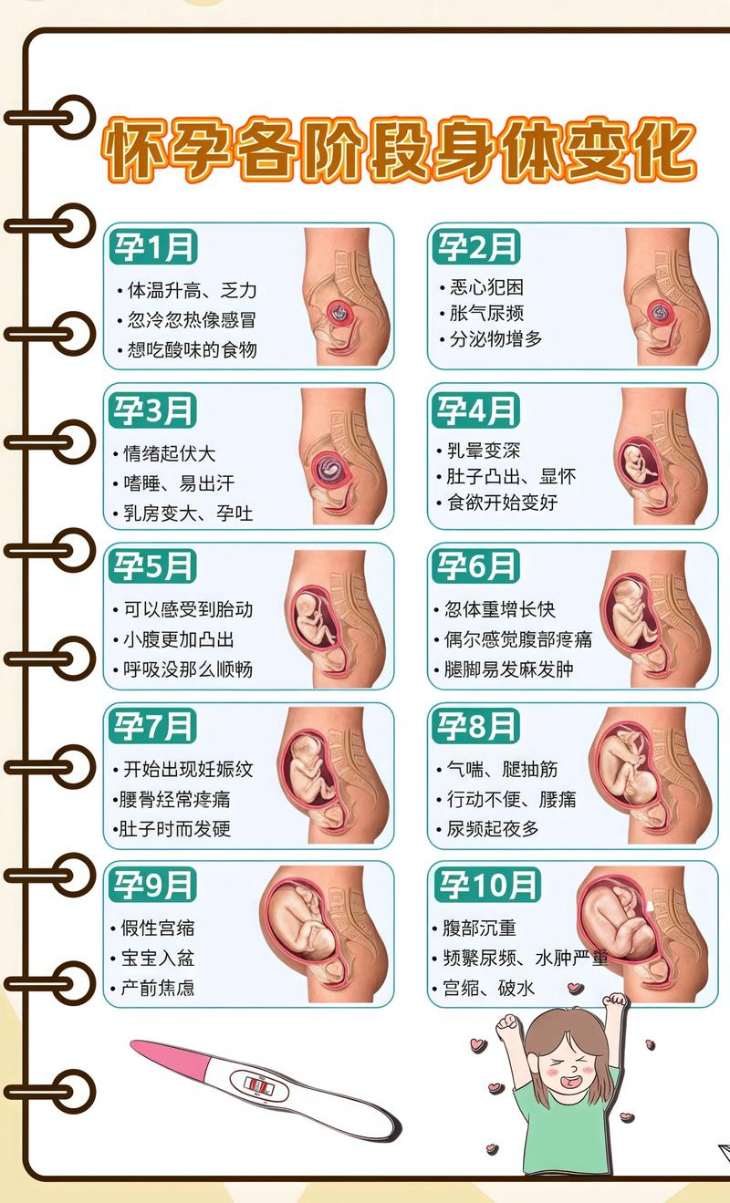 揭秘供卵代孕妈妈怀孕小腹分两节,孕期变化的奥秘屯昌代生机构: